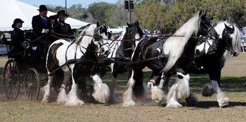 Beautiful Gypsy Vanner Horses